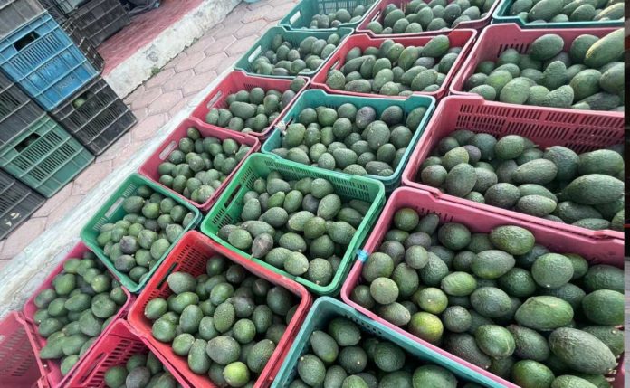 aguacate