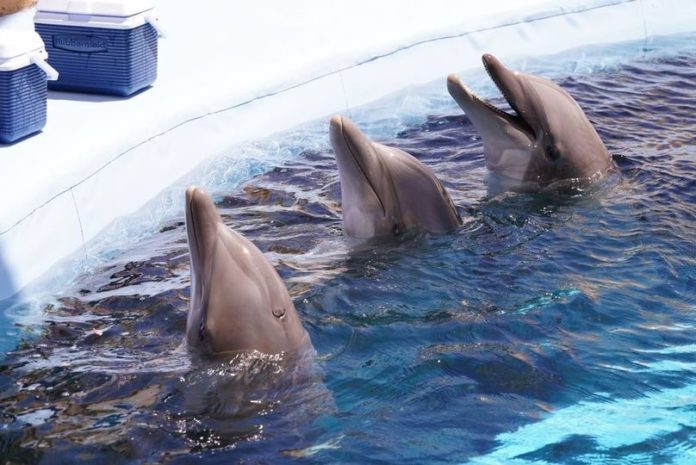 030523delfin01